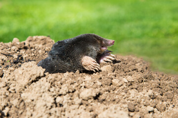 lawn destoryed by the mole