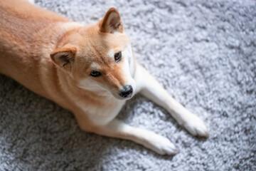 A fluffy young red dog Shiba inu lies on a gray carpet and looks at the camera