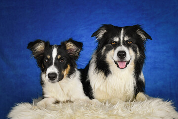 Two border collie are lying in photo studio. They are son and dad.