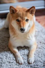 A fluffy young red dog Shiba inu lies on a gray carpet and looks at the camera