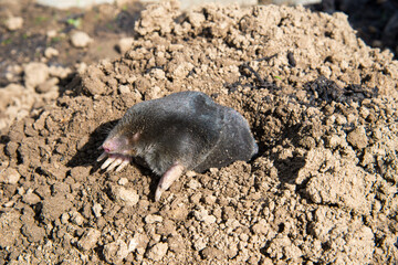 lawn destoryed by the mole