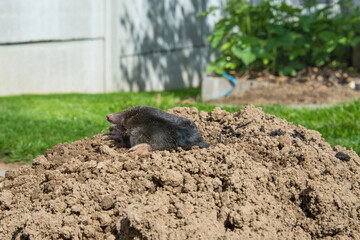 European mole on the top of the mole hill