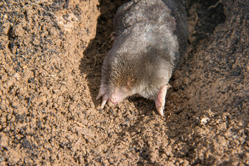 European mole on the top of the mole hill