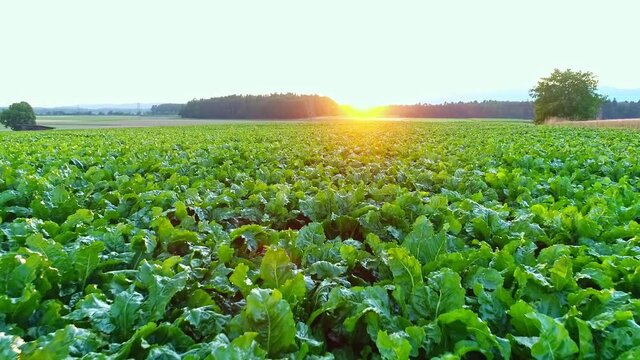 Panning forward shot, vegetable garden full of green veggies at sunset