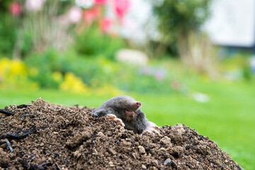 Mole [Talpa europaea] as a pest in the garden destroying lawn