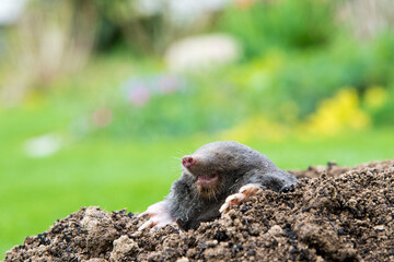 Mole [Talpa europaea] as a pest in the garden destroying lawn