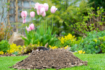 Mole [Talpa europaea] as a pest in the garden destroying lawn