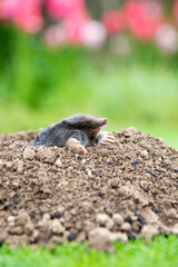Mole [Talpa europaea] as a pest in the garden destroying lawn