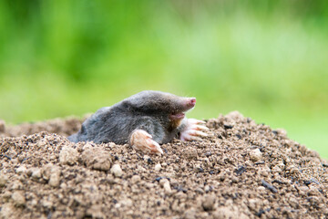 Mole [Talpa europaea] as a pest in the garden destroying lawn