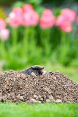 Mole [Talpa europaea] in the lawn inside the flower garden