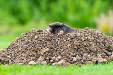 Mole [Talpa europaea] in the lawn inside the flower garden