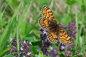 papillon mélitée du mélampyre papillon damier athalie (Melitaea athalia) 