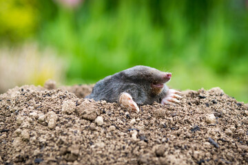 Mole [Talpa europaea] in the lawn inside the flower garden