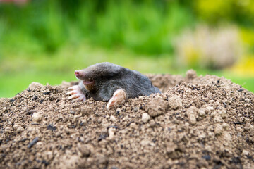 Mole [Talpa europaea] in the lawn inside the flower garden