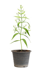 Fototapeta na wymiar Stems including roots of Andrographis paniculata, isolated on white background. (Andrographis paniculata is a herb that helps relieve flu. and corona virus infection).