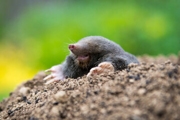 Mole animal peeking from the tunnel