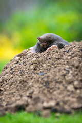 Mole animal peeking from the tunnel