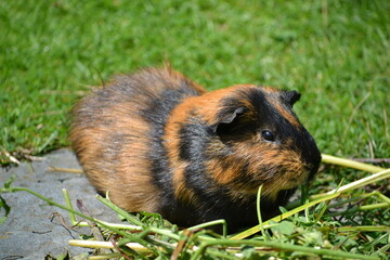Guinea pig