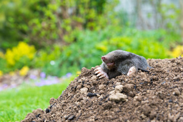 Mole animal peeking from the tunnel