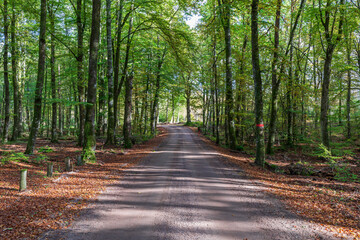 Obraz premium A countryside road at Getaryggarna nearby Värnamo, Sweden