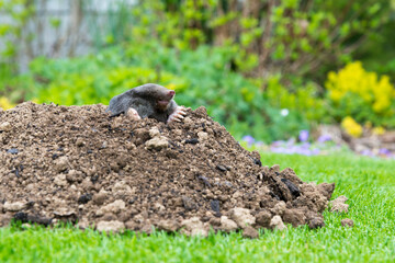 Mole animal peeking from the tunnel