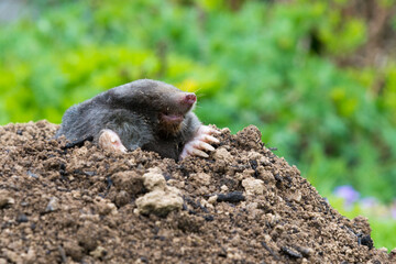 Mole animal peeking from the tunnel