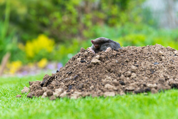 Mole animal peeking from the tunnel