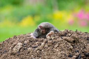 Mole animal peeking from the tunnel