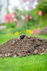 Mole animal peeking from the tunnel