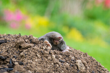 Mole animal peeking from the tunnel