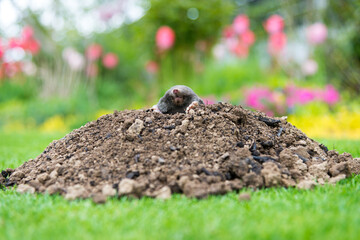Mole animal peeking from the tunnel