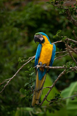 Guacamaya.