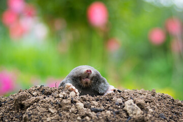 Mole animal peeking from the tunnel