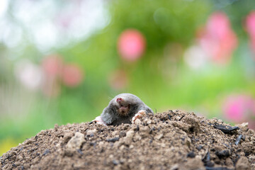 Mole animal peeking from the tunnel