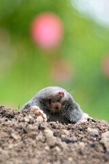 Mole animal peeking from the tunnel