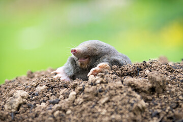 Mole animal peeking from the tunnel