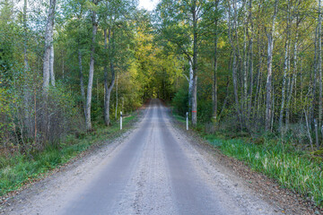A road and fall colors at a Swedish woods in the autumn season