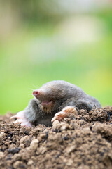 Mole animal peeking from the tunnel