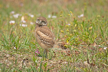 Florida Burrowing Owl is one of the smallest owls in North America. It can reach a length of nine inches with a wingspan of 21 inches.