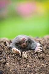 Mole crawling out of the tunnel - making damge to the lawn