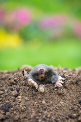 Mole crawling out of the tunnel - making damge to the lawn