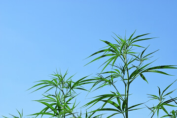 Cannabis marijuana green leaves in outdoor organic plantation. Fresh hemp bush for medical drugs and a refine in variety of commercial items.
