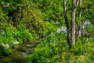 Photo of Stream with Phlox Blooms