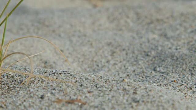 Grillo nella sabbia vicino al mare in Italia