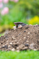 Mole crawling out of the tunnel - making damge to the lawn