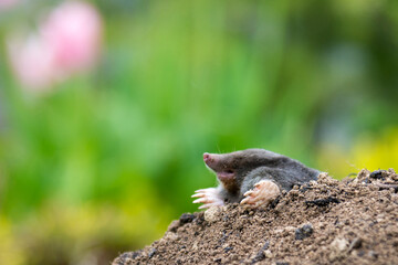 Mole crawling out of the tunnel - making damge to the lawn