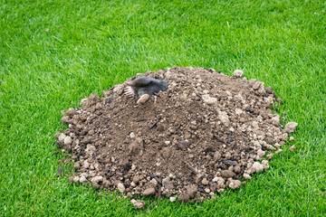 Mole crawling out of the tunnel - making damge to the lawn