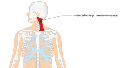 Anatomie - Muskulatur - Großer Kopfwender - deutsche Beschriftung