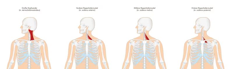 Fotobehang Anatomie - Muskulatur des Menschen - Halsmuskulatur mit deutscher Beschriftung © FGWDesign