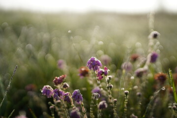 Obraz premium Purple flowers in a field in the morning, close up background